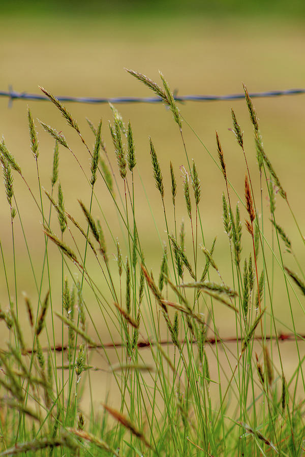 Summer Grass Photograph by Mark Callanan
