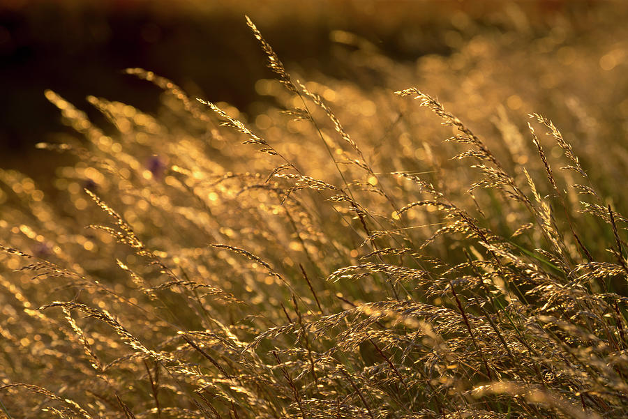 Summer Grasses 2 Photograph by Alan Copson