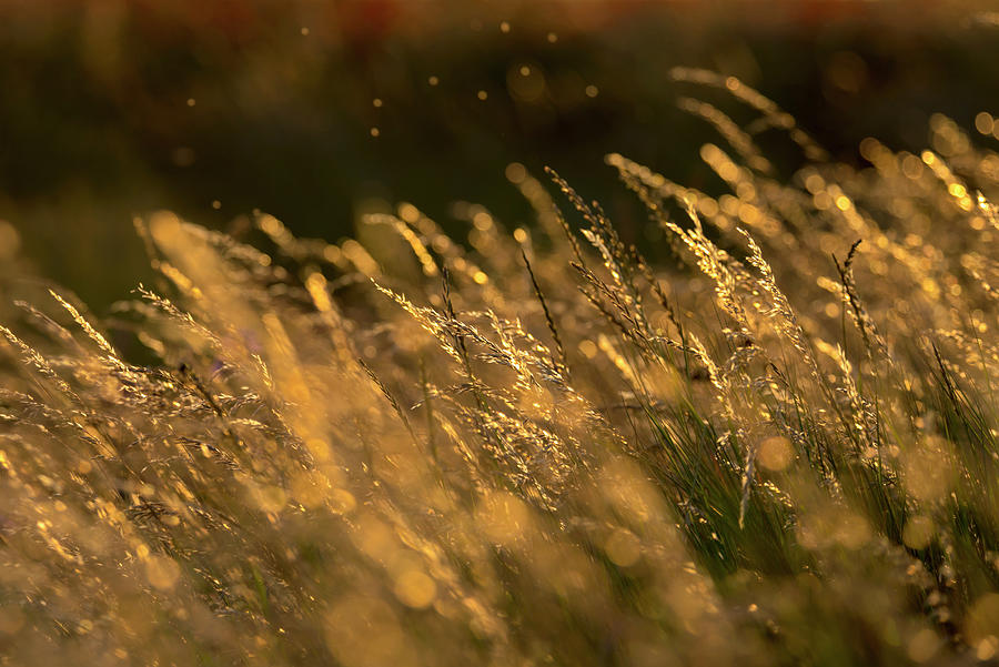 Nature Photograph - Summer Grasses 3 by Alan Copson