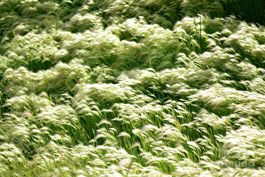 Summer Grasses Photograph by Denise Bruchman