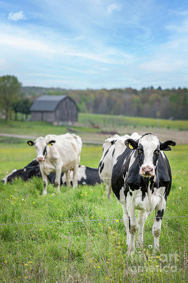 Cow Photograph - Summer Graze by Amfmgirl Photography