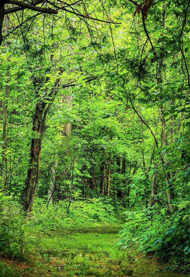 Summer Green Forest In Lima Ohio Photograph by Dan Sproul