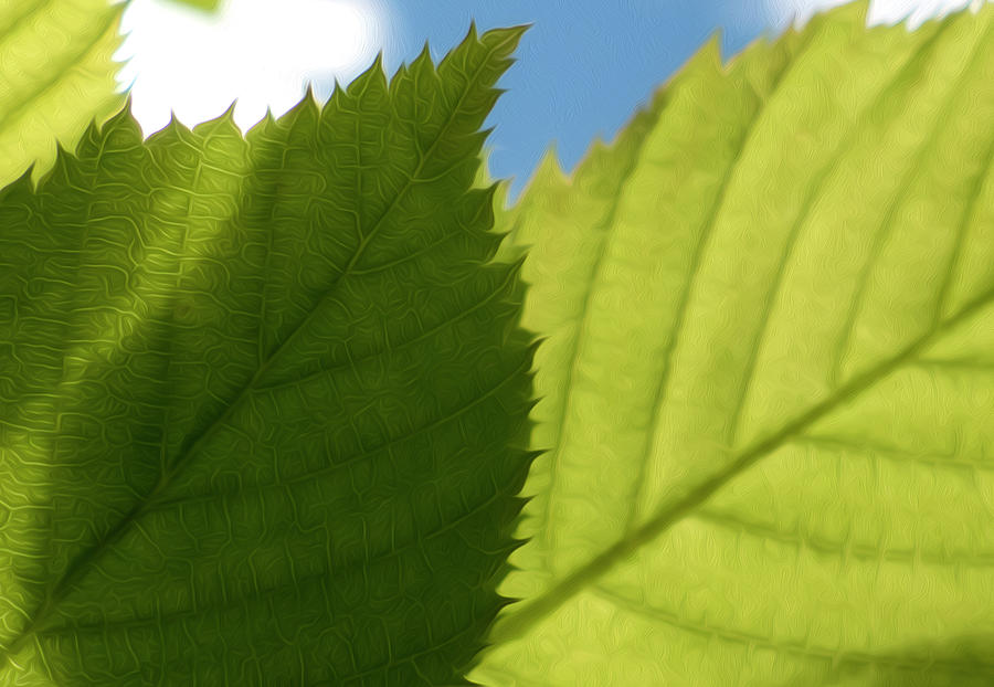 Summer Green Leaves Photograph