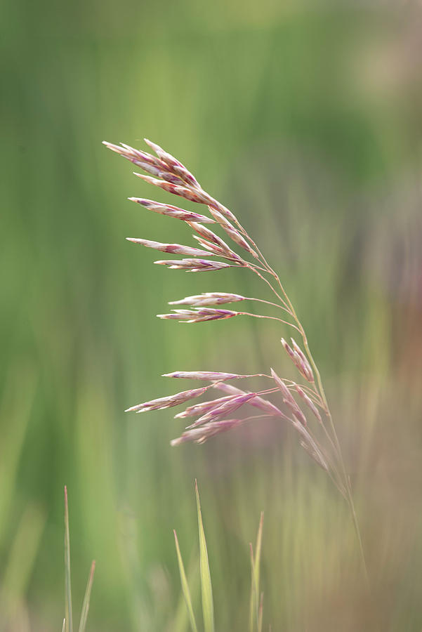 Agriculture Photograph - Summer hay seeds by Karen Rispin