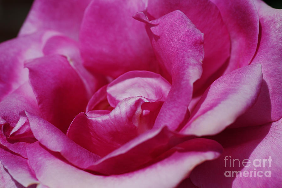 Summer Hot Pink Rose Photograph by Joy Watson