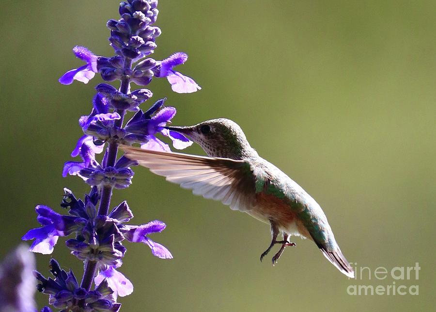 Summer Hummingbird Magic Photograph by Carol Groenen
