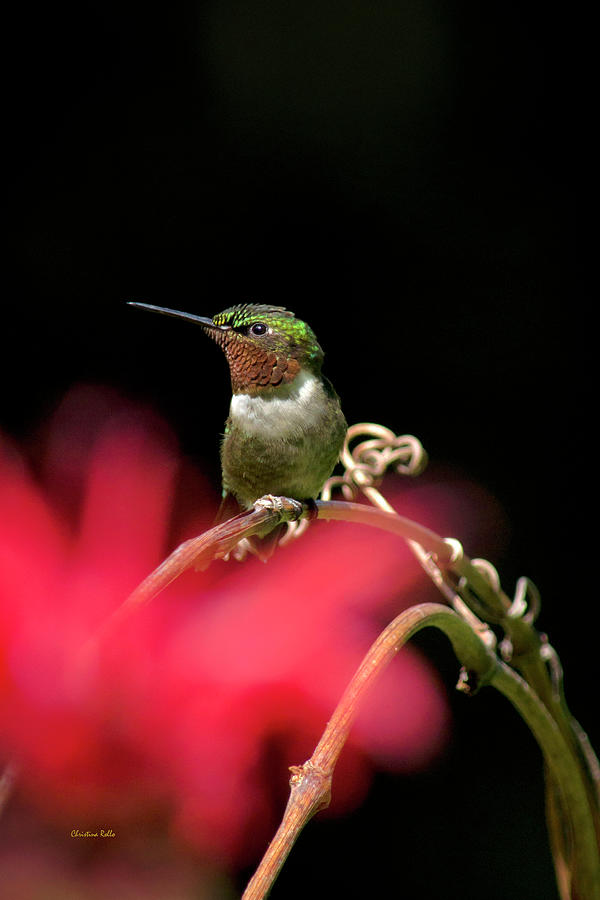Summer Hummingbird Perched on Vine Photograph by Christina Rollo