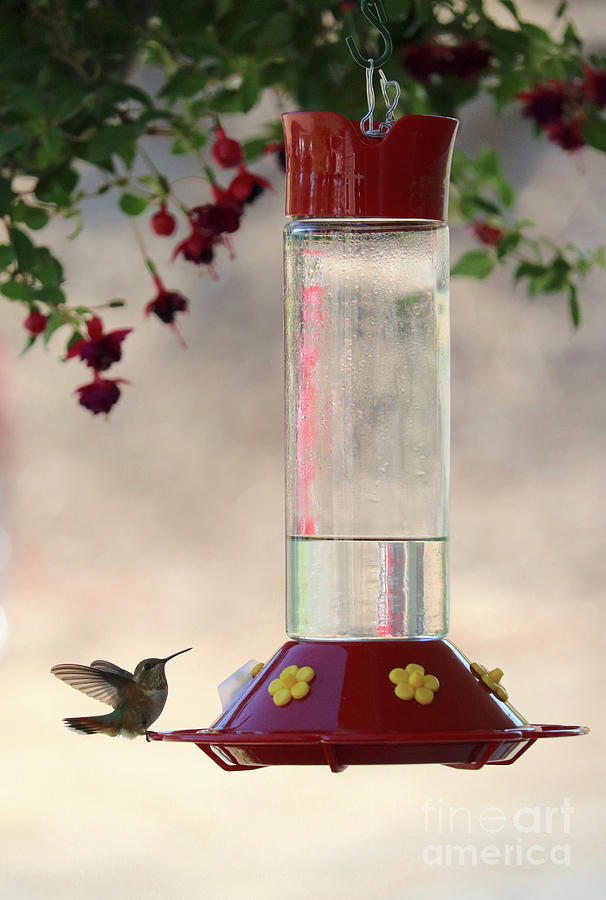 Summer Hummingbird with Fuchsias Photograph by Carol Groenen