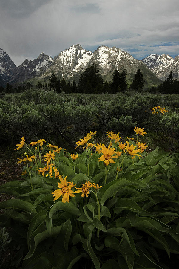 Summer in Grand Teton National Park Photograph by Sue Cullumber