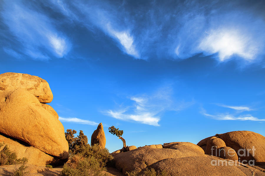 Summer in Joshua Tree National Park Photograph by Olivier Steiner