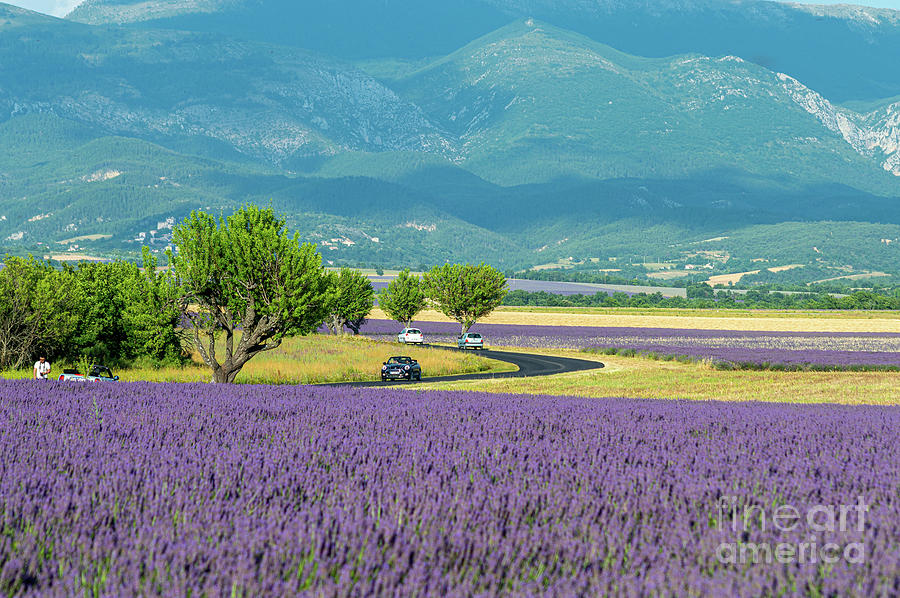 Summer In Provence, France Photograph