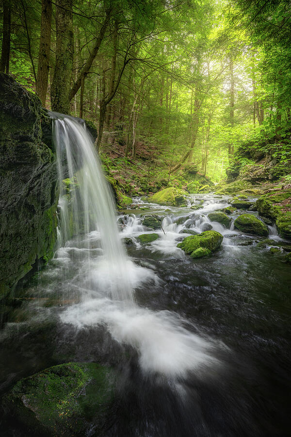 Summer in Sages Ravine Photograph by Bill Wakeley - Pixels