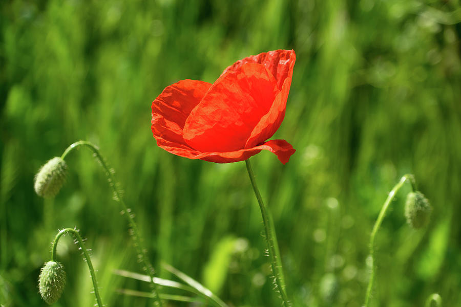 Summer is Coming - Silky Petaled Poppy in the Grass Photograph by ...