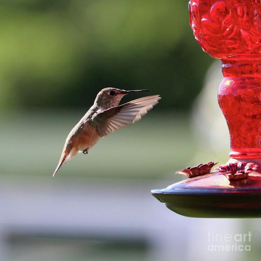 Summer Jewel Hummingbird Photograph by Carol Groenen