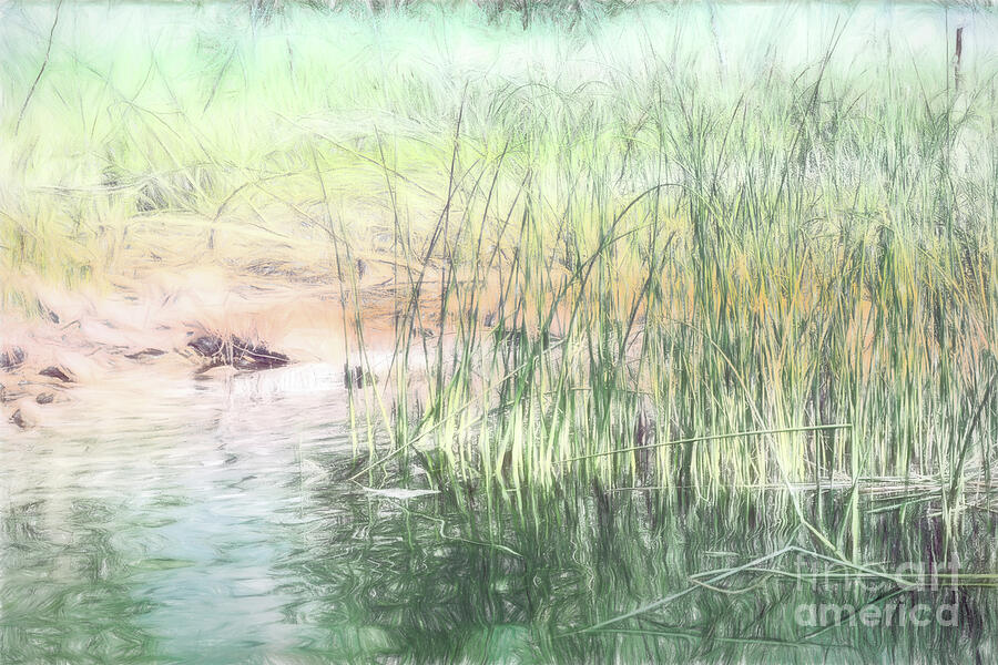 Summer Lake Reeds Digital Art by Jean OKeeffe Macro Abundance Art