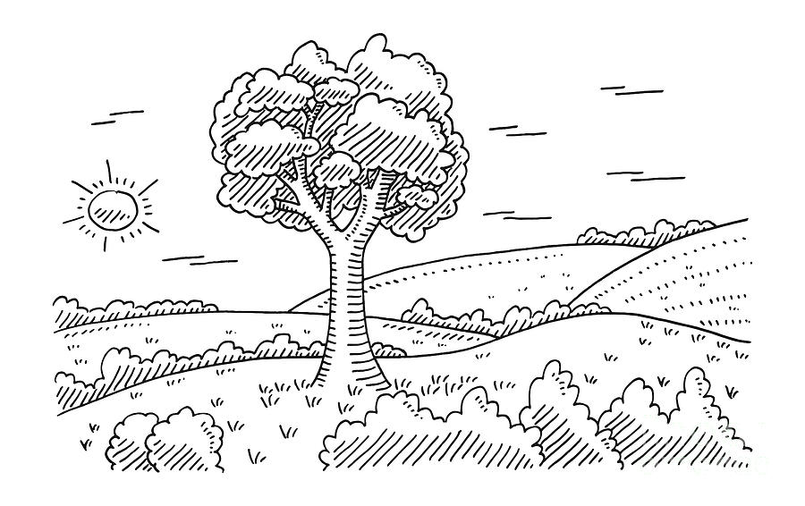 Summer Landscape Tree Drawing Drawing by Frank Ramspott Fine Art America