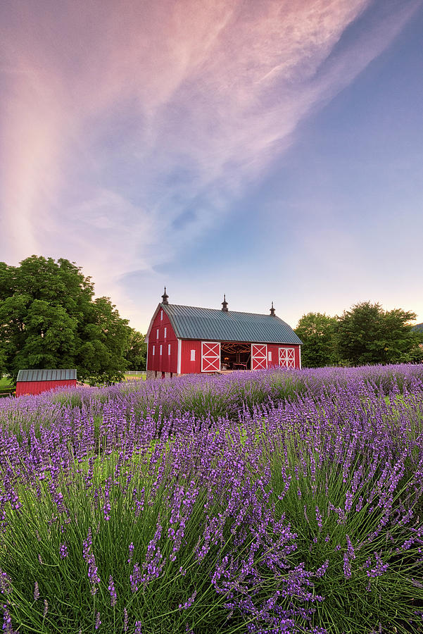 Summer Lavender 2 Photograph by Robert Fawcett