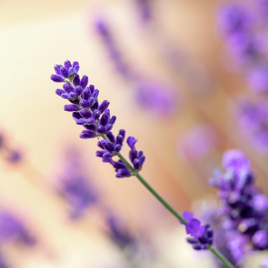 Summer Lavender Photograph by Tanya C Smith
