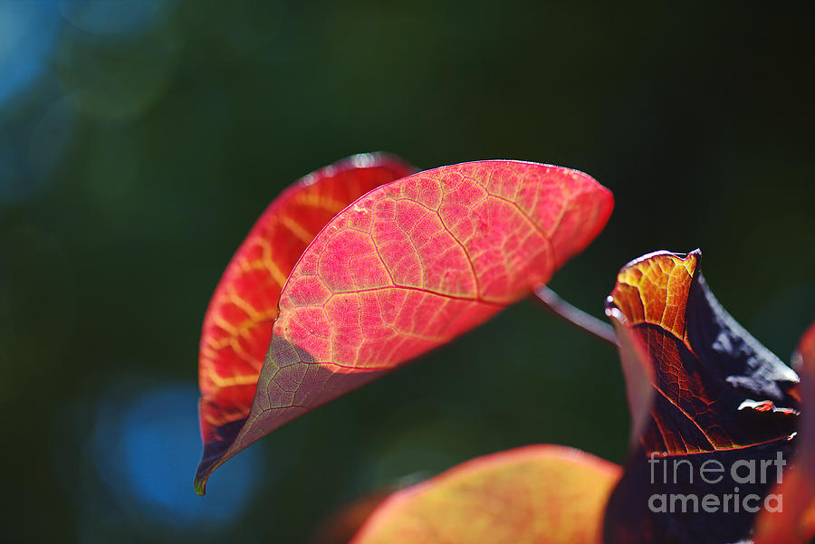 Nature Photograph - Summer Leaf Glows by Joy Watson