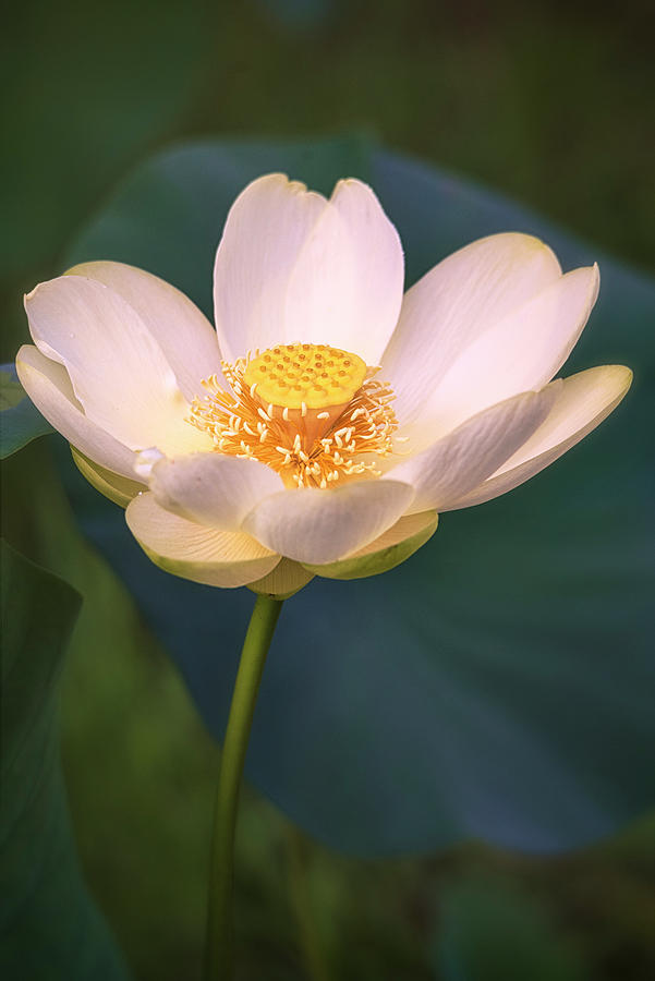 Summer Lotus 2 Photograph by Robert Fawcett