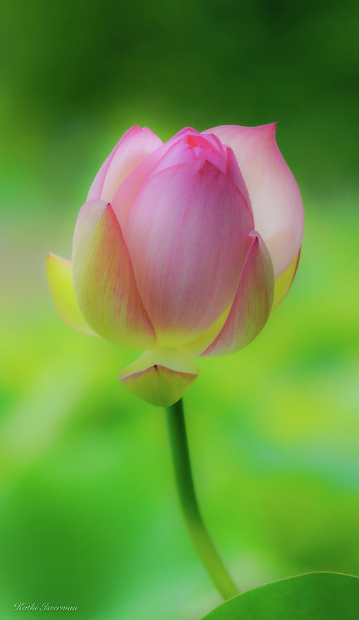 Summer Lotus Bloom  Photograph by Kathi Isserman