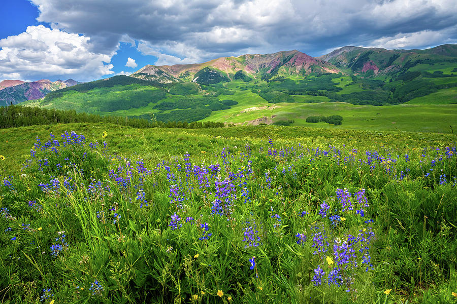 Summer Lupines in Mount Crested Butte Photograph by Lynn Bauer
