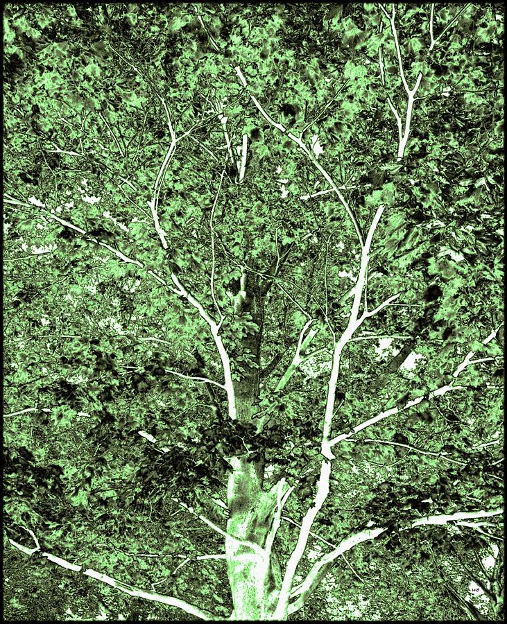 Summer Maple Tree Digital Art by Will Borden