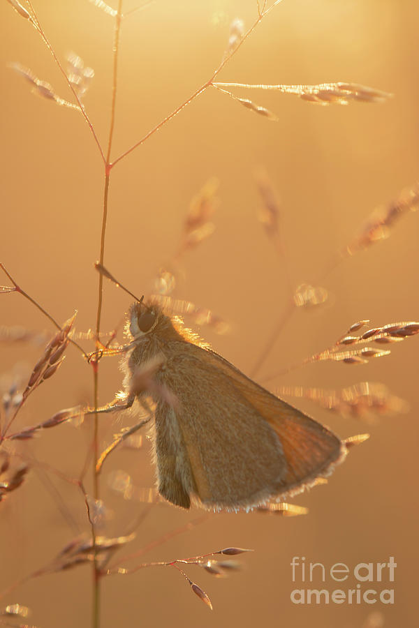 Summer meadow Photograph by Ang El