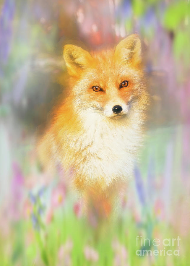 Nature Mixed Media - Summer Meadow Fox by Amanda Jane