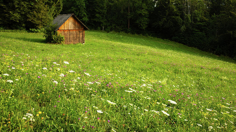 Summer meadow near Lake Bled Photograph by Ian Middleton