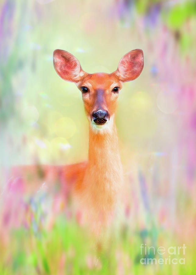 Nature Mixed Media - Summer Meadow Roe Deer by Amanda Jane