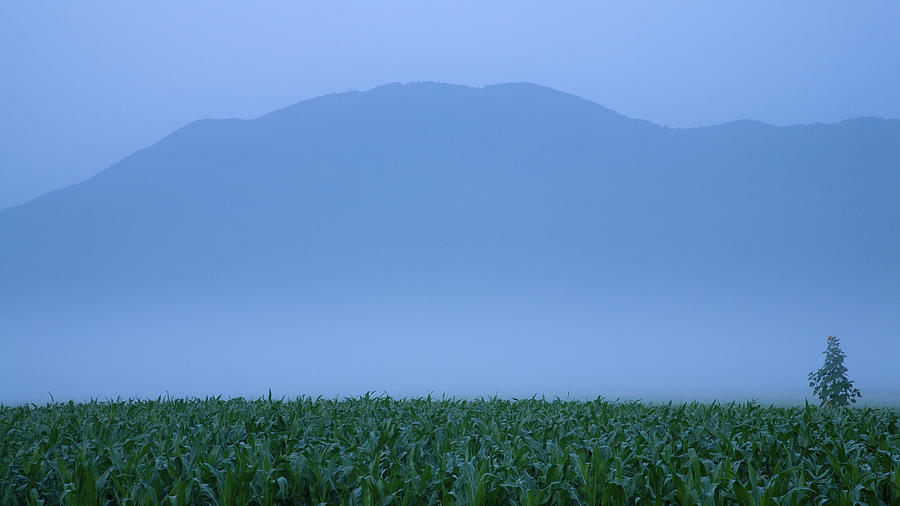 Summer Photograph - Summer mist by Ian Middleton