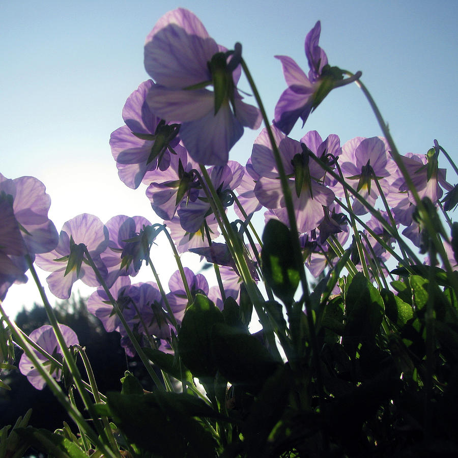 Flower Photograph - Summer Morning Flowers 1 by Jaeda DeWalt