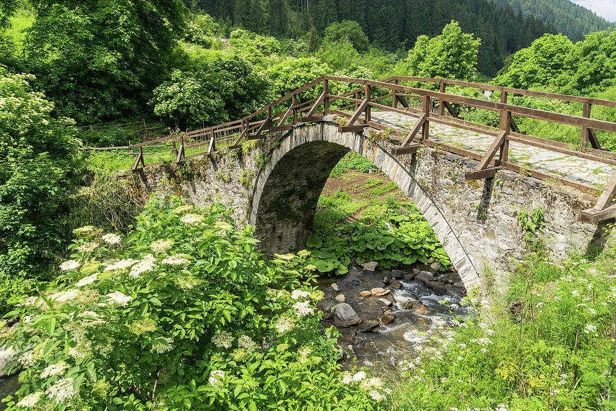 Summer Mountain Vibe - Old Stone Bridge and Blooming Elderberries Photograph by Georgia Mizuleva