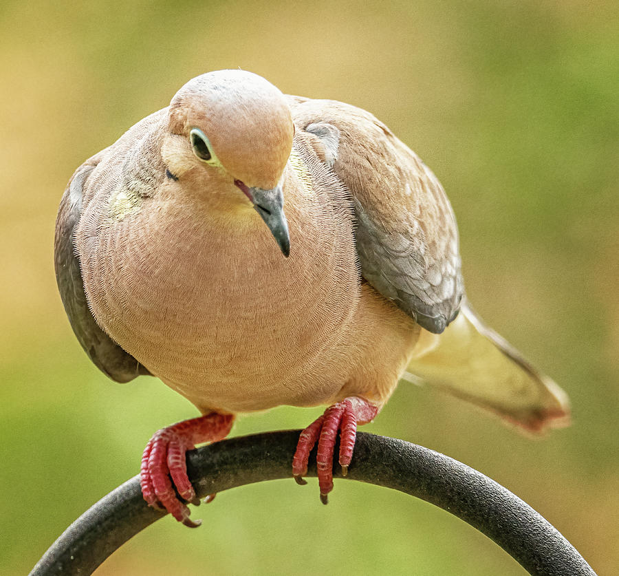 Summer Mourning Dove Photograph by Jim Moore