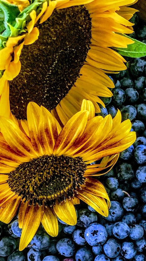 Summer on the Farm Photograph by AList Art Gallery Summer on the Farm Photograph by AList Art Gallery