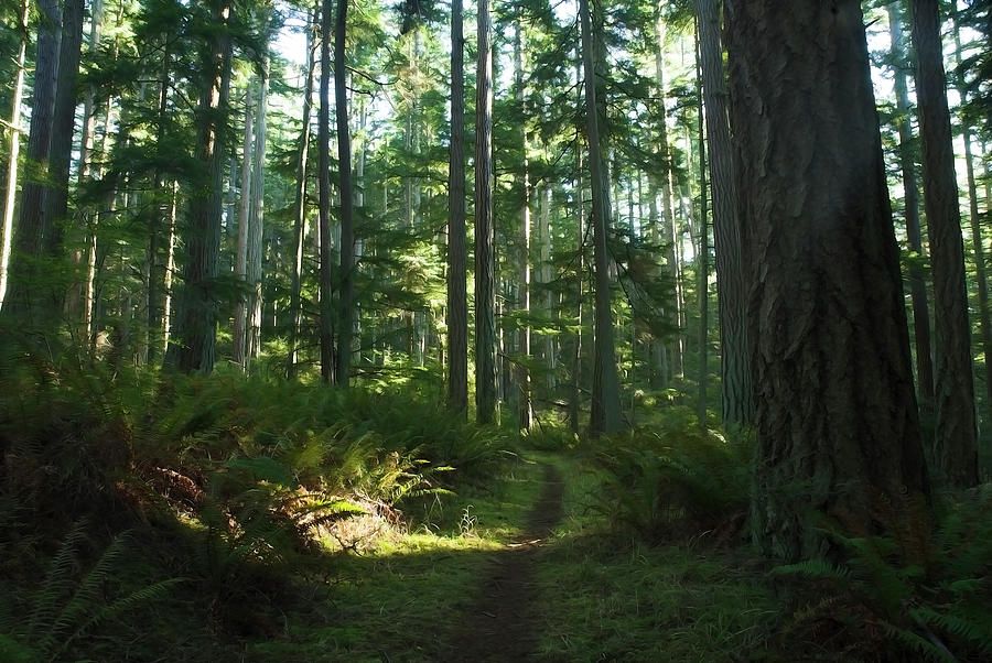 Summer Pacific Northwest Forest Trail Photograph by Yulia Kazansky