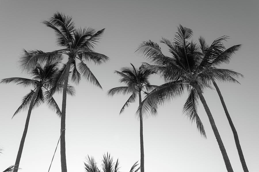 Summer Palms Photograph by Josu Ozkaritz