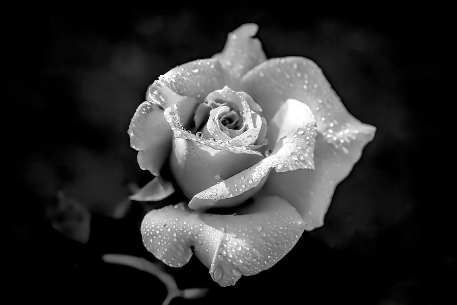 Rose Photograph - Summer Peach B and W by Donna Kennedy