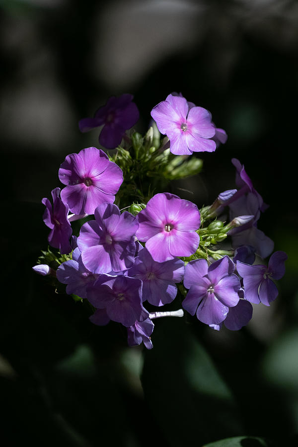 Summer Phlox in Purple Photograph by Linda Bonaccorsi