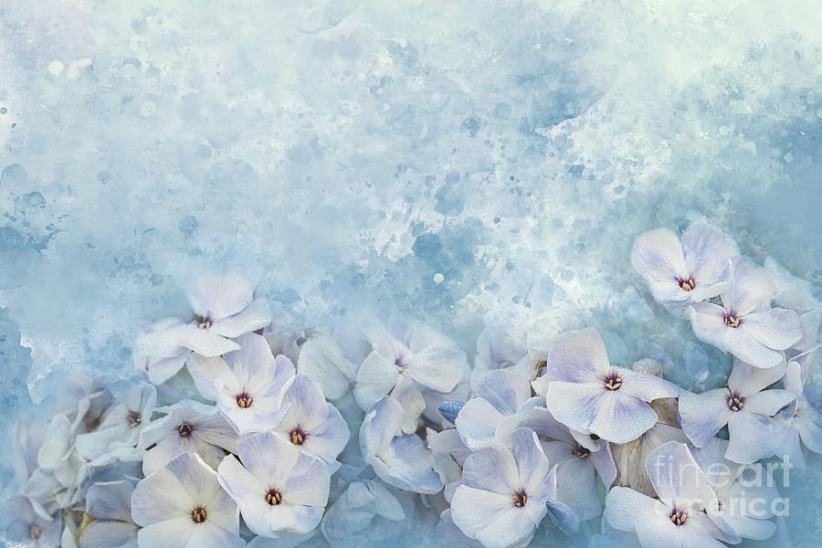 Summer Phlox Textures Photograph by Amy Dundon