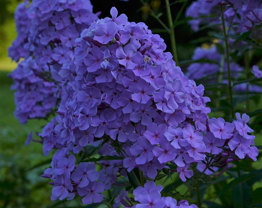 Summer Phlox Photograph by Warren LaBaire Photography - Fine Art America