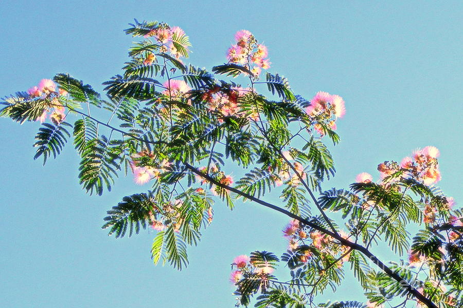  Persian Silk Tree Mimosa Photograph by Nancy Kane Chapman