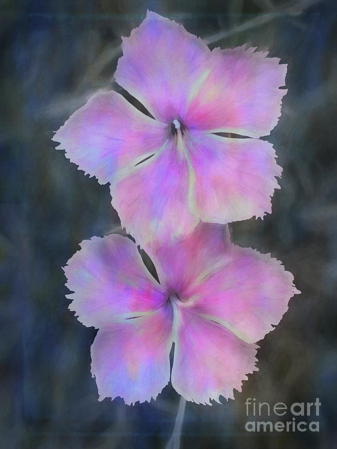 Summer Pinks Photograph by Yvonne Johnstone