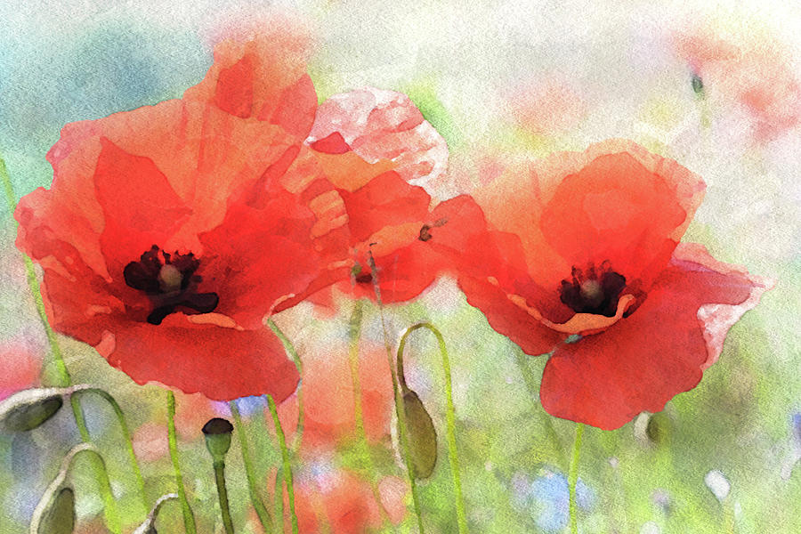 Poppy Painting - Summer Poppies by Susan Maxwell Schmidt