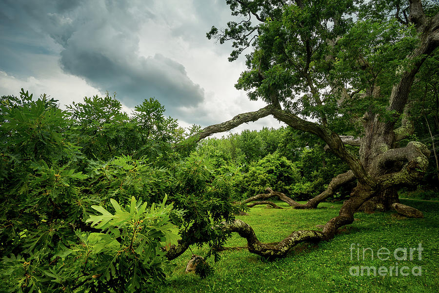 Summer Primeval - Ancient Oak Tree Photograph by JG Coleman