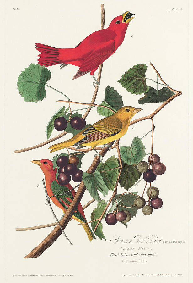 Summer Red Bird. John James Audubon Mixed Media by World Art Collective