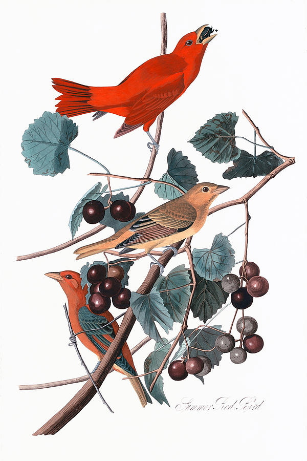 Nature Drawing - Summer Red Bird by Robert Havell