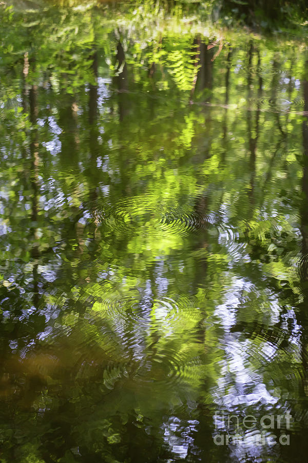 Summer reflection  Photograph by Adriana Mueller