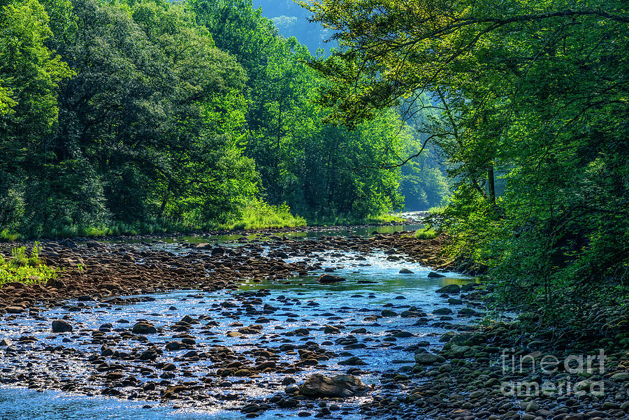 Nature Photograph - Summer Reverie on Williams River  by Thomas R Fletcher